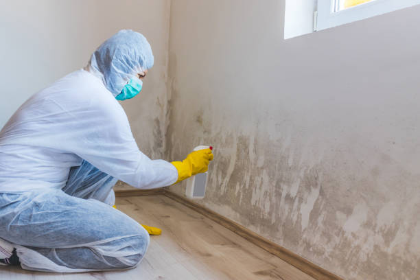 Mold Remediation specialist working in Parrish